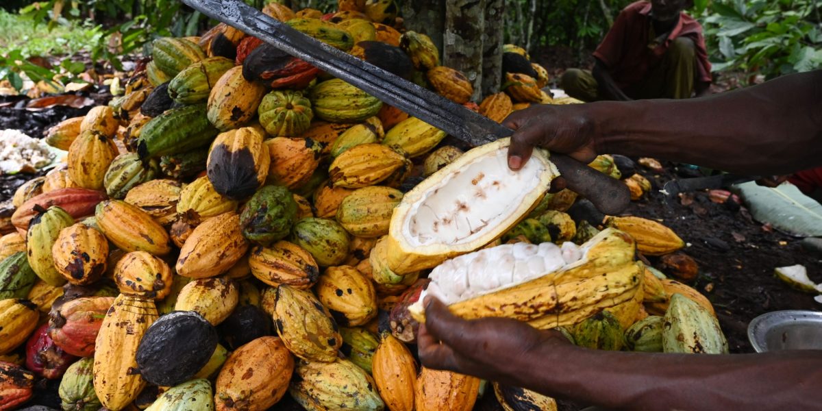 If we want to keep eating chocolate, we have to end deforestation
