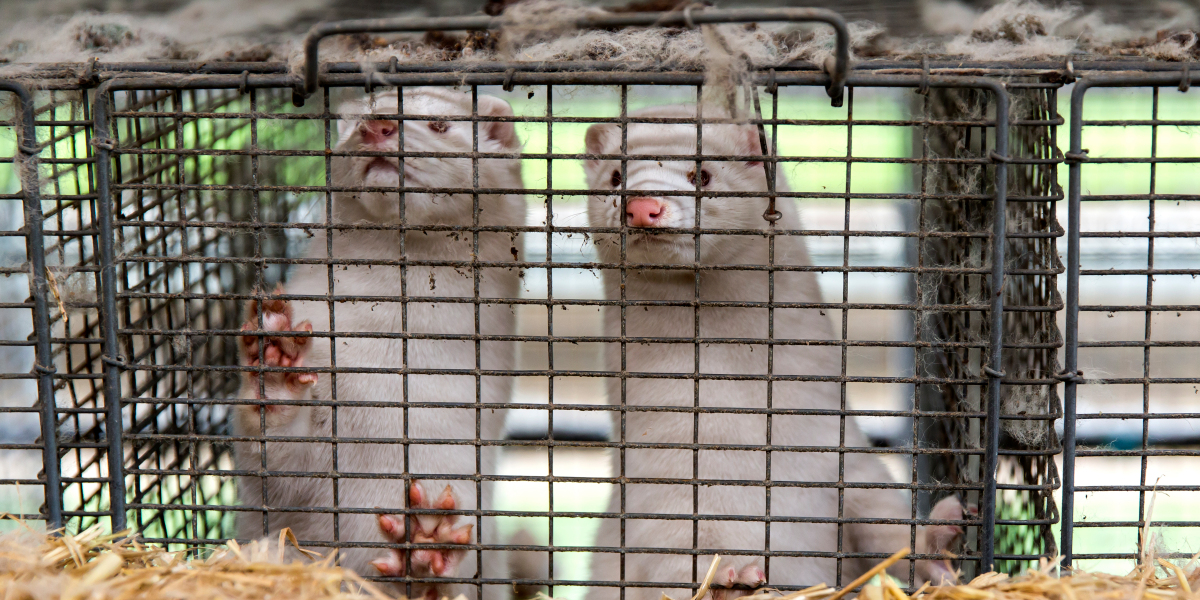 Denmark’s mink-cull law is dead—but it’s still too late for the millions sent to slaughter