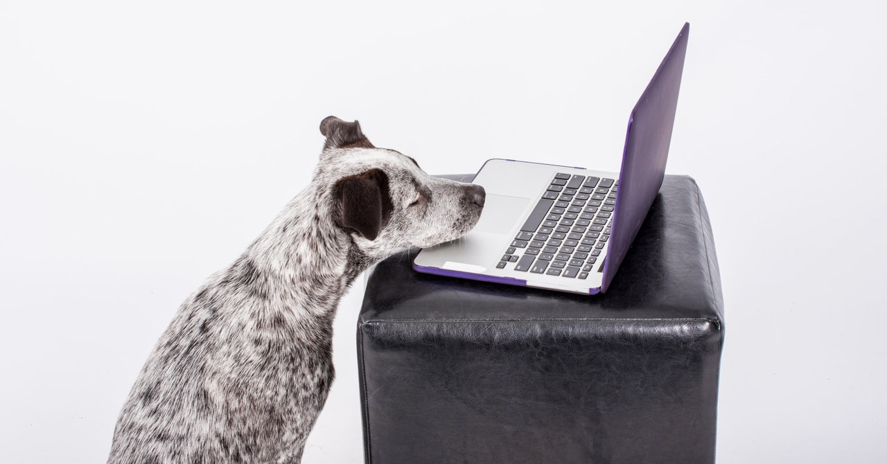 How to Have a Meaningful Video Chat … With Your Dog