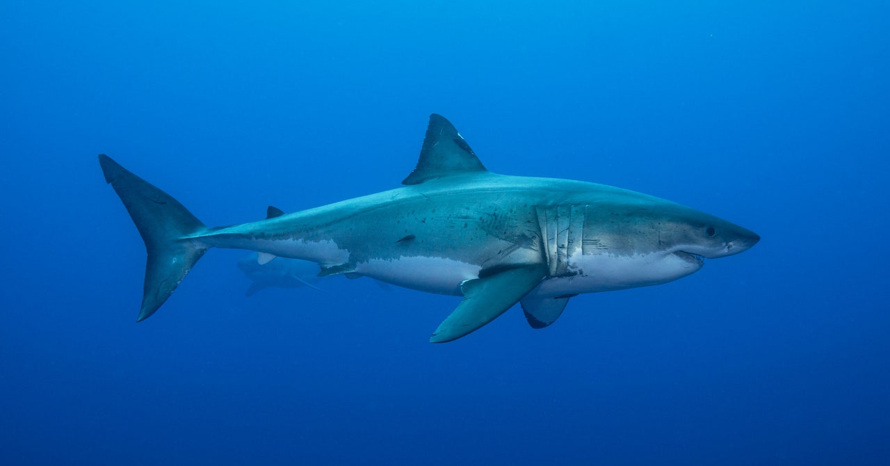 Sharks Use the Earth’s Magnetic Field Like a Compass